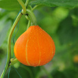 蜜豐 蜜豐