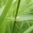 興安野青茅