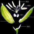 雄蕊群 雄蕊群
