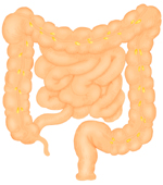 腸道圖片