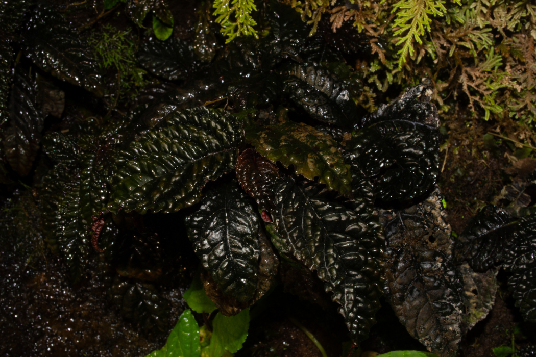 Gasteranthus atratus