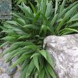 棕葉狗尾草(禾本目狗尾草屬植物) 棕葉狗尾草(禾本目狗尾草屬植物)