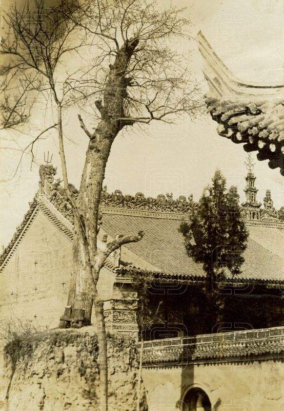 1928年拍攝的甘棠樹照片