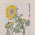 葵花雄雞圖 葵花雄雞圖
