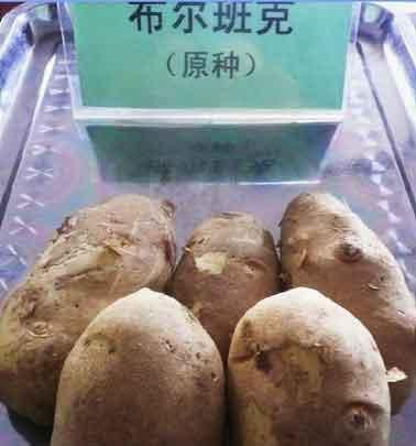 布爾班克 布爾班克