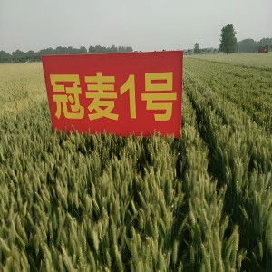 冠麥1號 冠麥1號