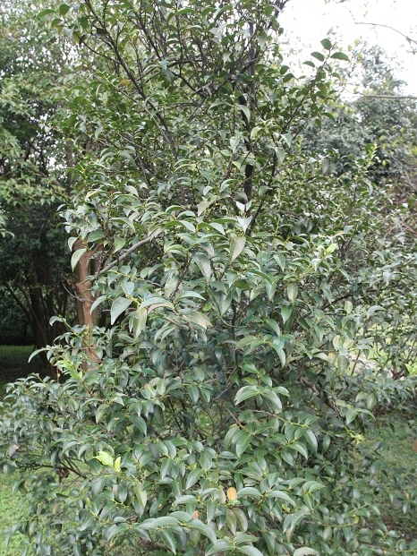 窄基紅褐柃 窄基紅褐柃