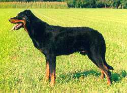法國牧羊犬Beauceron