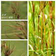 黃茅(植物) 黃茅(植物)