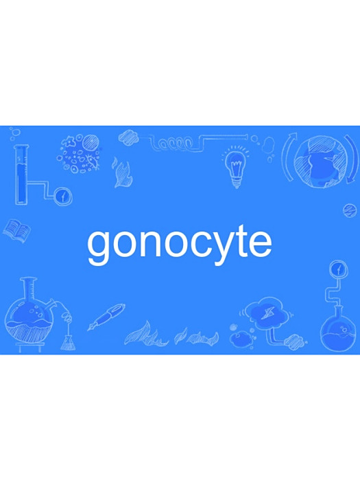gonocyte gonocyte