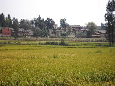 水稻種植