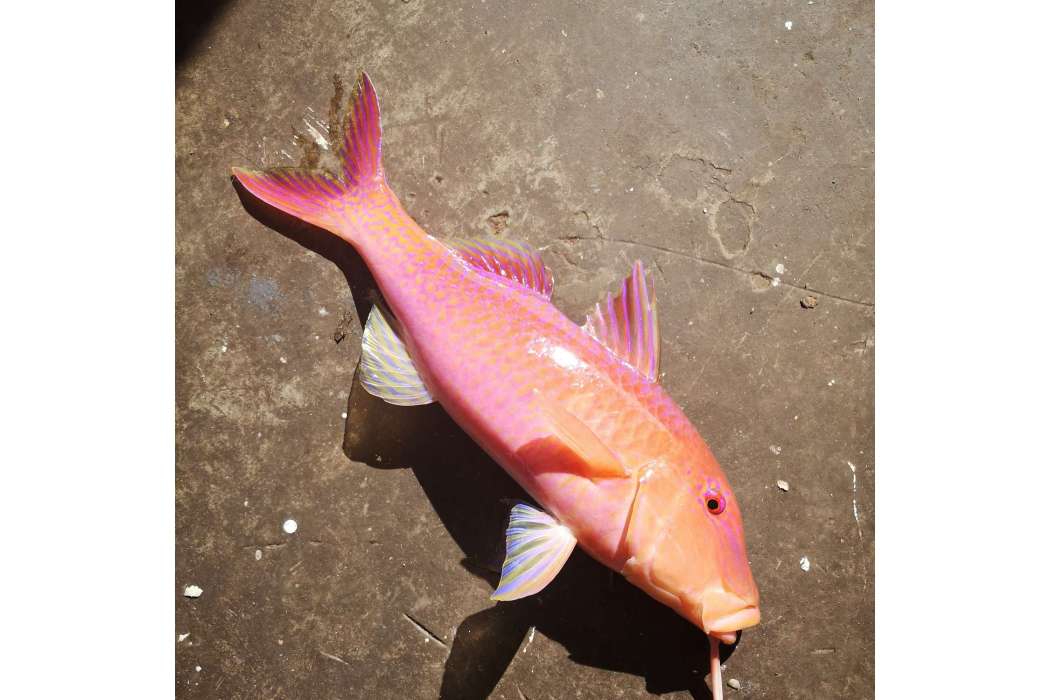 薩納魚屬