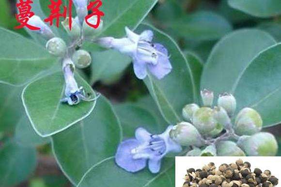蔓荊丸 蔓荊丸