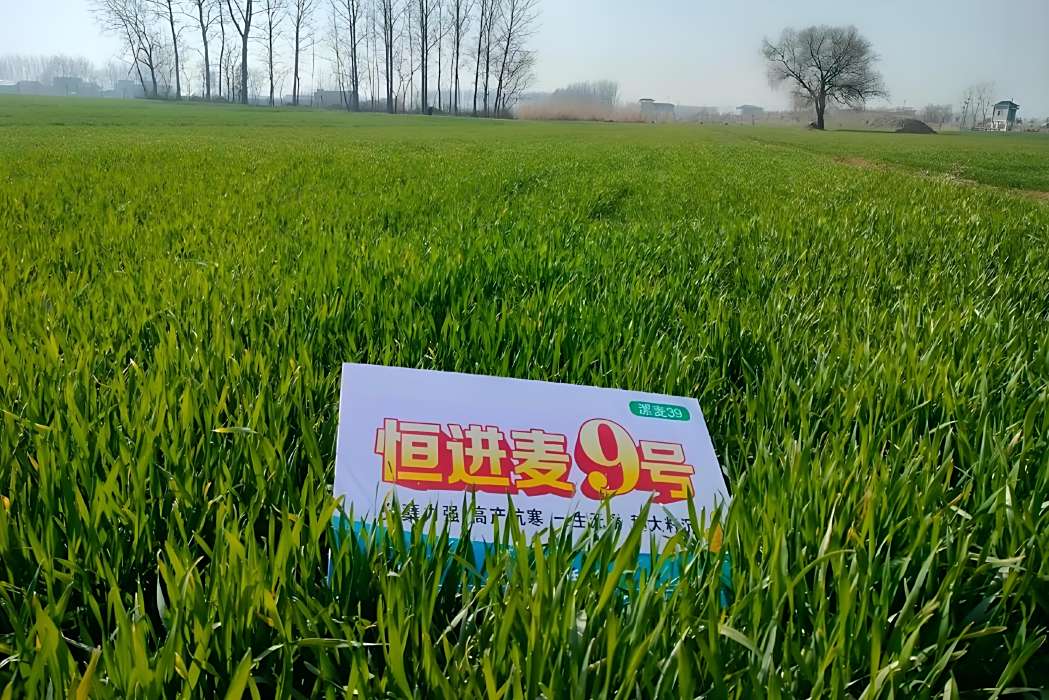 恆進麥9號 恆進麥9號