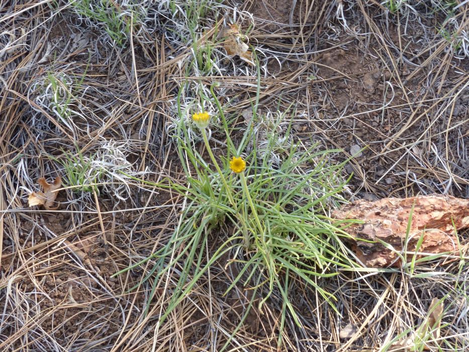 Hymenoxys bigelovii