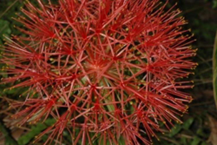 網球花屬 網球花屬