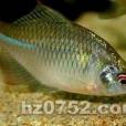 磨刀魚 磨刀魚