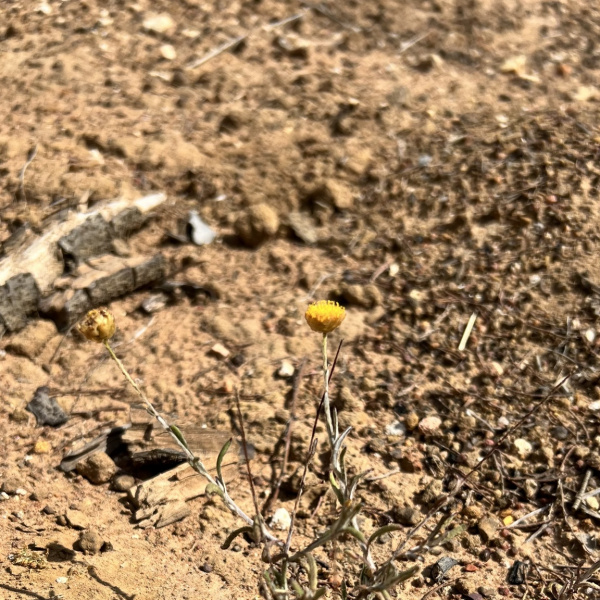 Rutidosis murchisonii