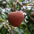 黑葉荔枝(黑葉) 黑葉荔枝(黑葉)