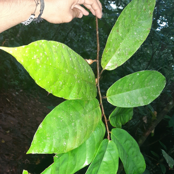 Anaxagorea crassipetala