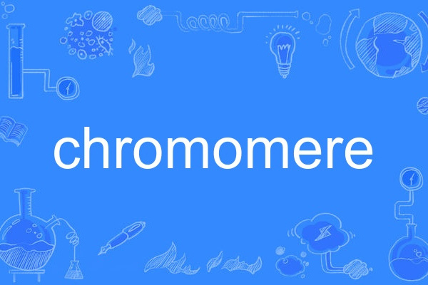 chromomere chromomere