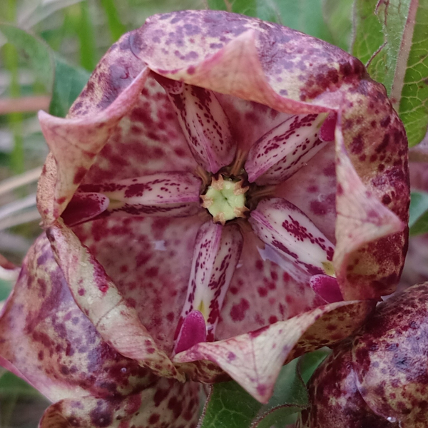 Pachycarpus grandiflorus