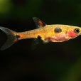 小丑燈魚 小丑燈魚