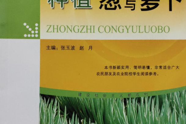 種植蔥 種植蔥
