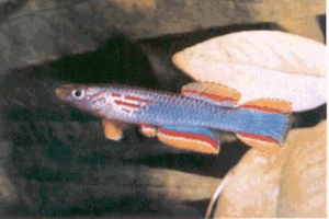豎琴琴尾魚
