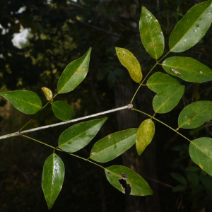 Platymiscium yucatanum