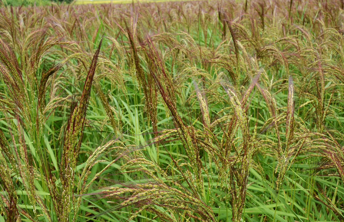 正在生長的銅禾粳稻