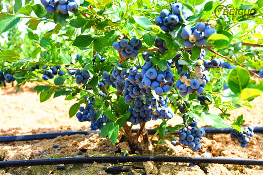 半高叢藍莓
