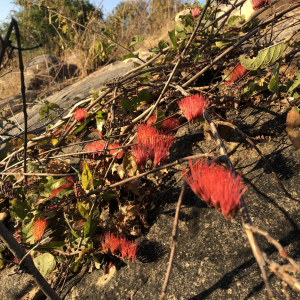 Combretum purpureiflorum