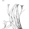 海菖蒲 海菖蒲