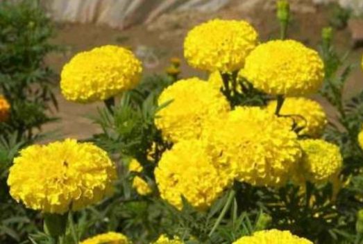小葉帚菊 小葉帚菊