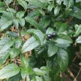 華素馨 華素馨