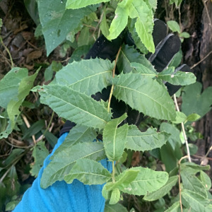 鷹爪菊