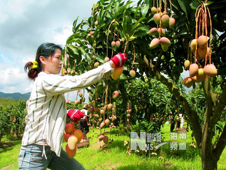 農場職工正在採摘芒果