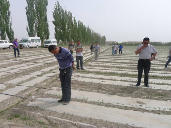 新疆魯泰豐收棉業有限責任公司