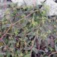 斑地錦草