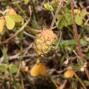 Sanguisorba hybrida