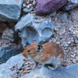 賀蘭山鼠兔 賀蘭山鼠兔