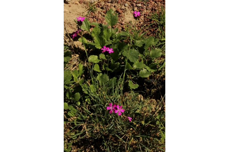紫花石竹 紫花石竹