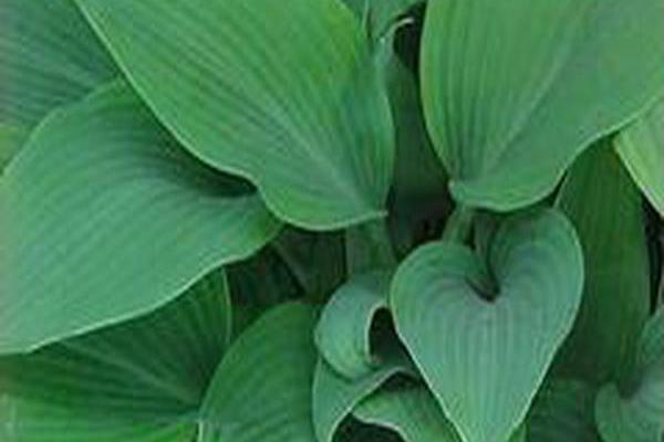 Hosta (Tardiana Group) \x27Blue Blush\x27 Hosta (Tardiana Group) \x27Blue Blush\x27