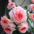 可愛多(薔薇屬月季栽培品種) 可愛多(薔薇屬月季栽培品種)