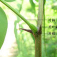 葉枕 葉枕