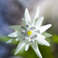 白雪火絨草 白雪火絨草