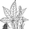 五葉薯蕷 五葉薯蕷