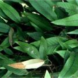 肺金草 肺金草