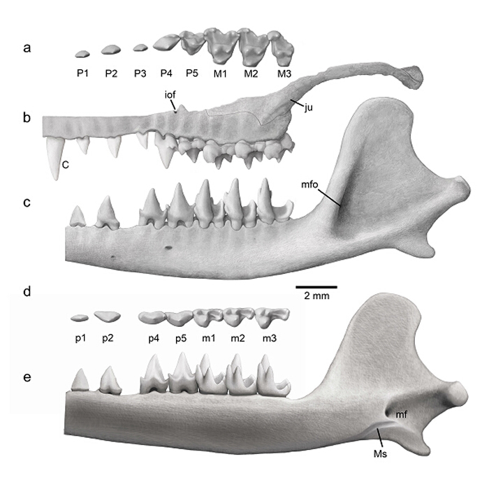 周氏混元獸 （Ambolestes zhoui, STM33-5）的牙齒及下頜
